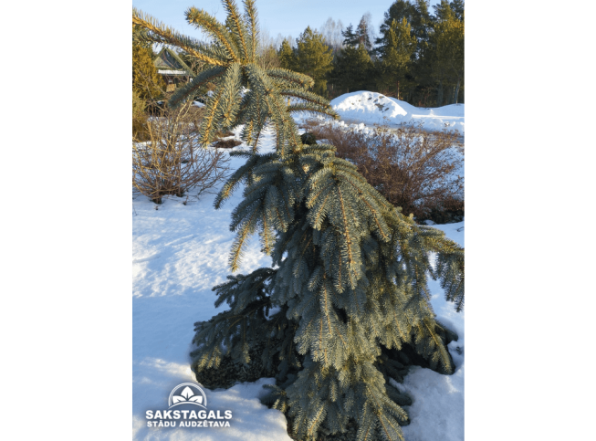 Picea pungens   'The Blues'